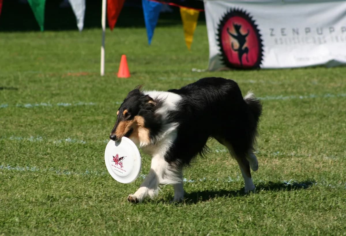 Frisbee